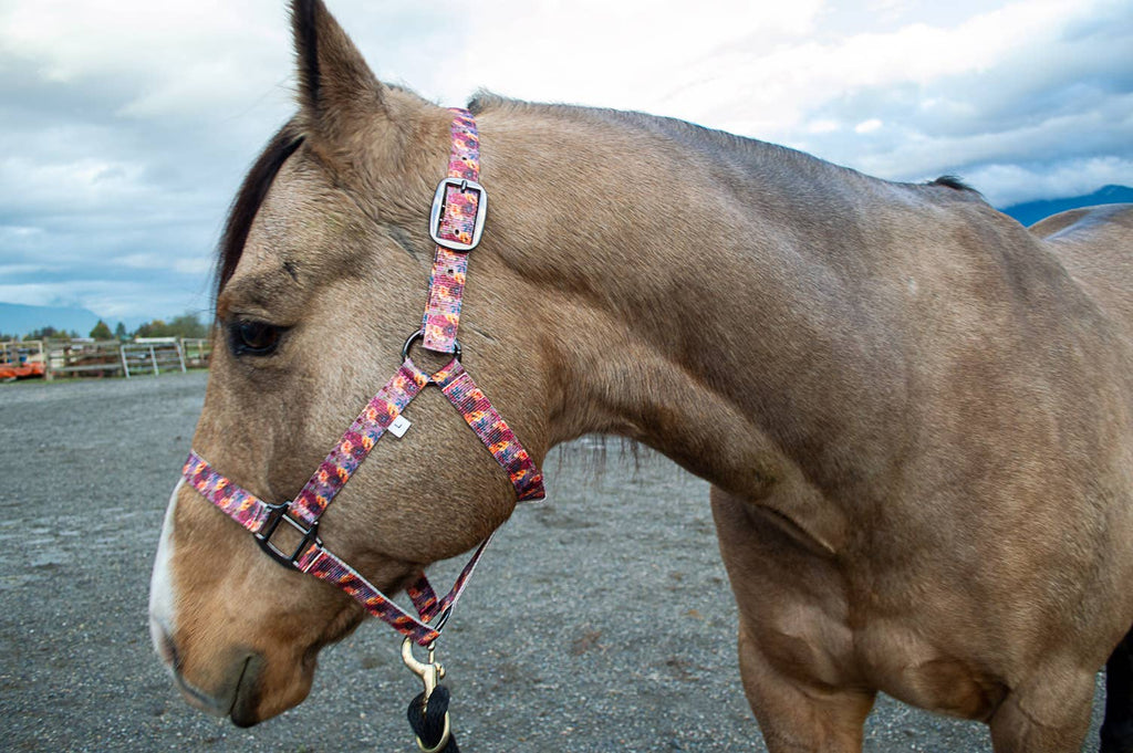 Nylon Halter - Horse Size: Round Up