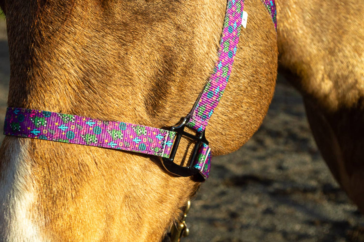 Nylon Halter - Horse Size: Jackpot