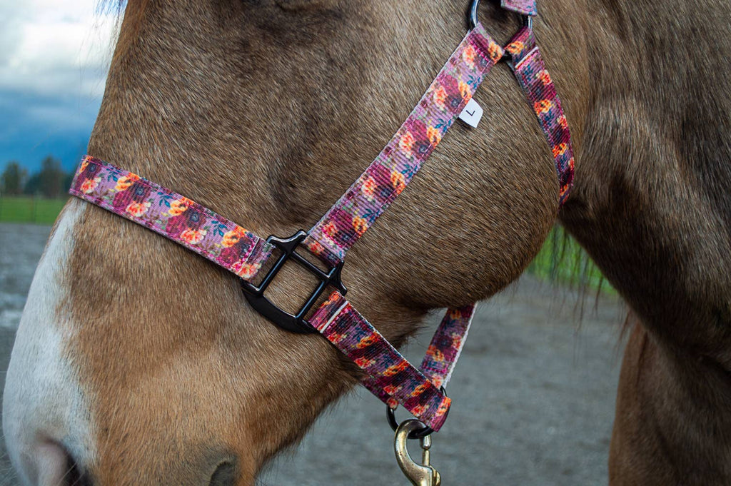 Nylon Halter - Horse Size: Neon Yeehaw
