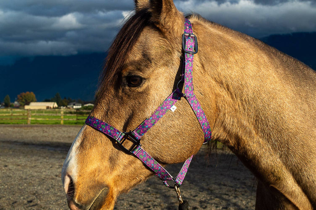 Nylon Halter - Horse Size: Jackpot