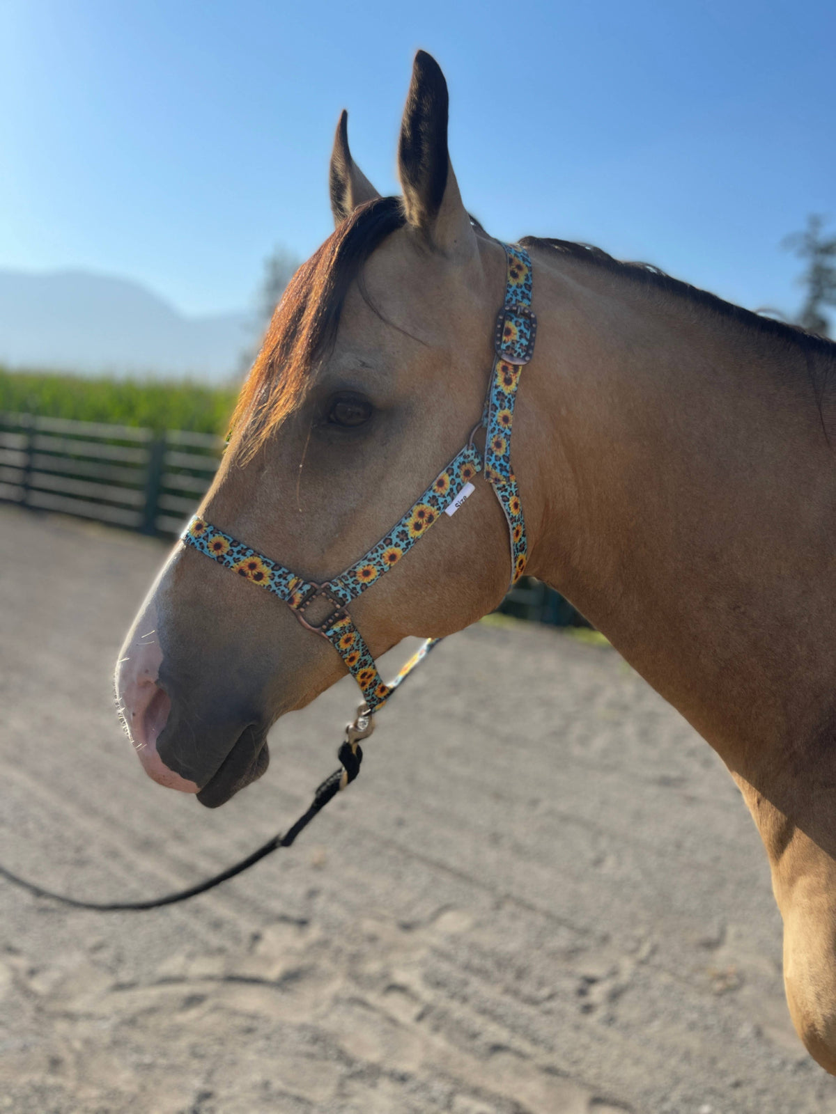 Nylon Halter - Horse Size: Neon Yeehaw