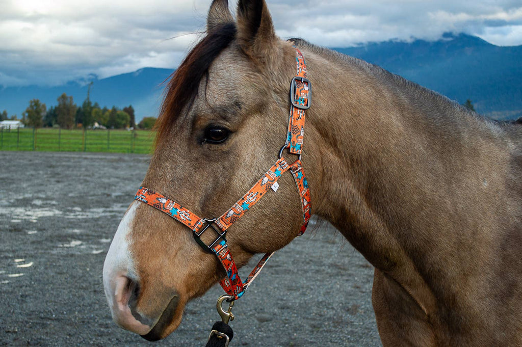 Nylon Halter - Horse Size: Neon Yeehaw