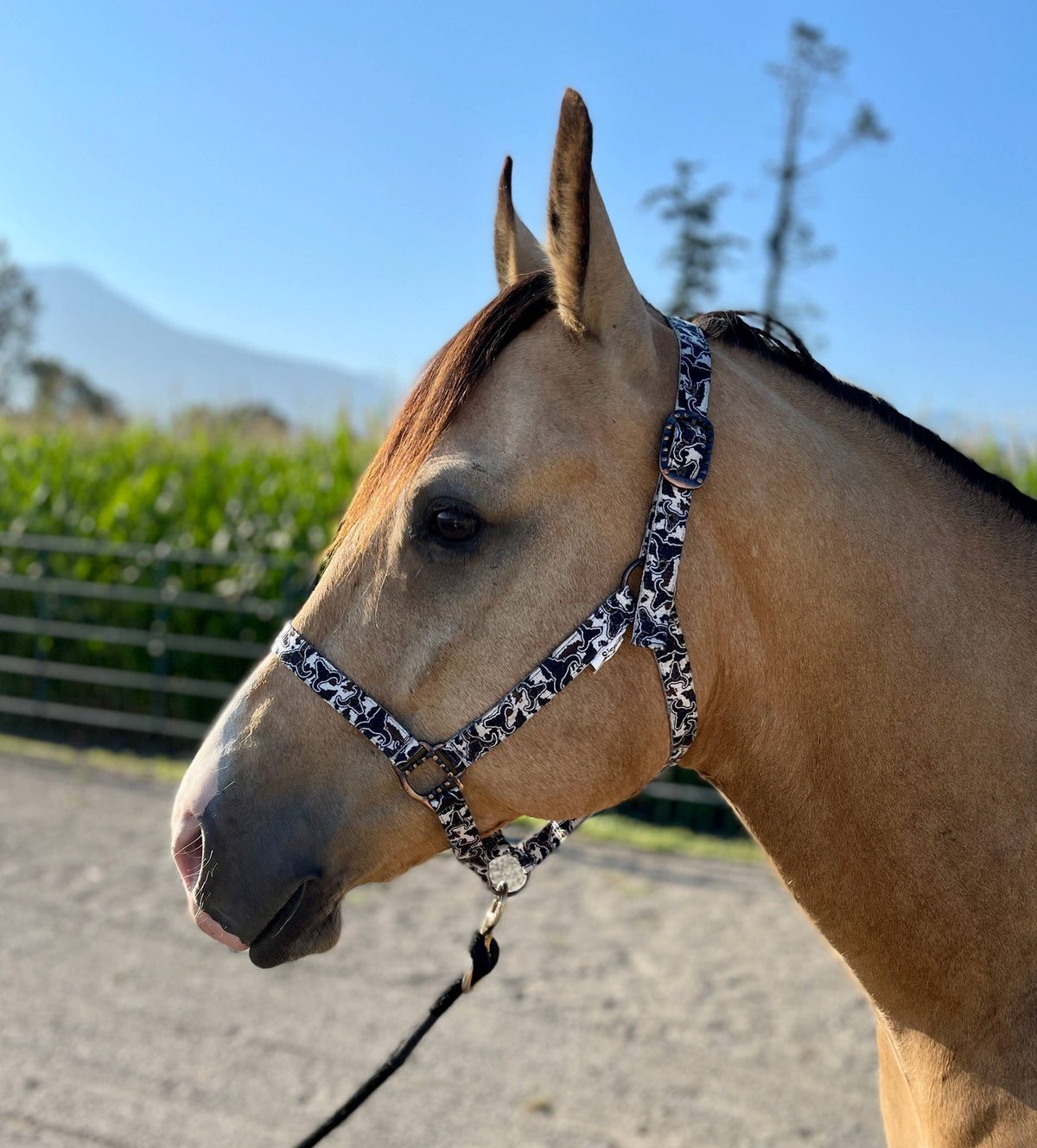Nylon Halter - Horse Size: Aztec Bubblegum