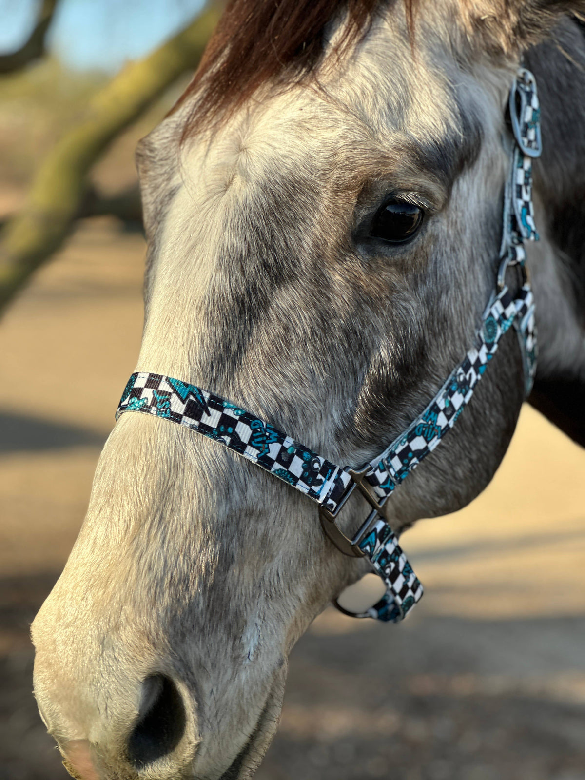 Nylon Halter - Horse Size: Turquoise Glass
