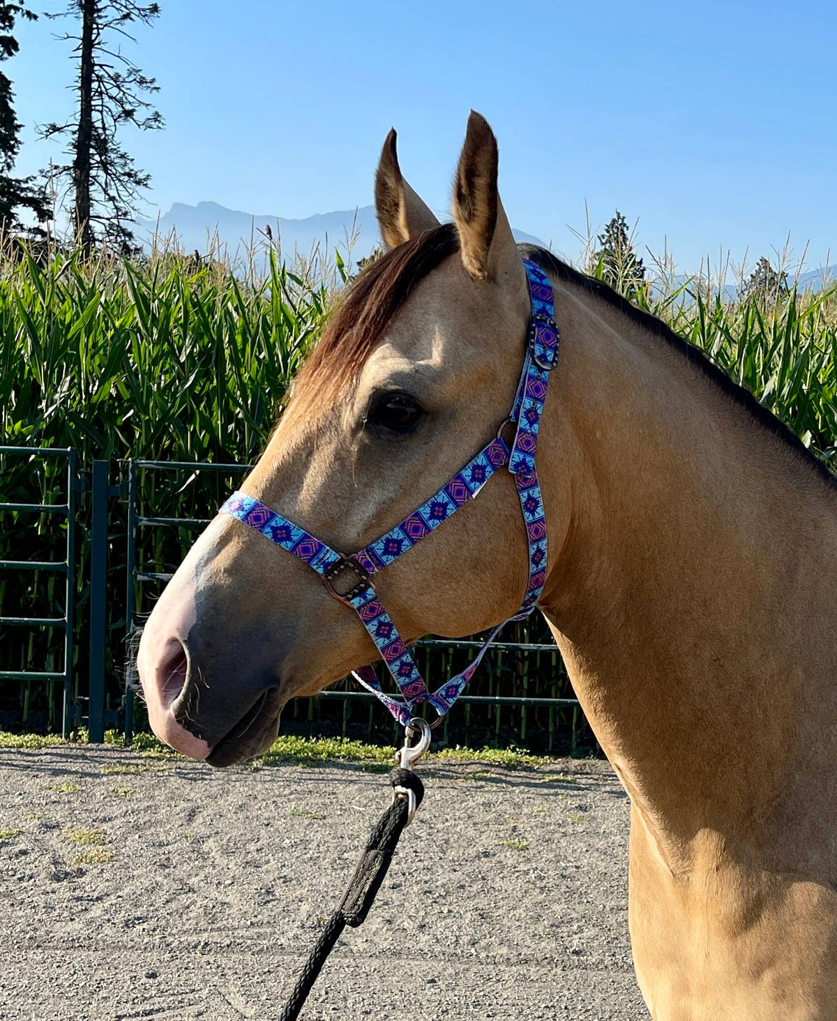 Nylon Halter - Horse Size: Jackpot
