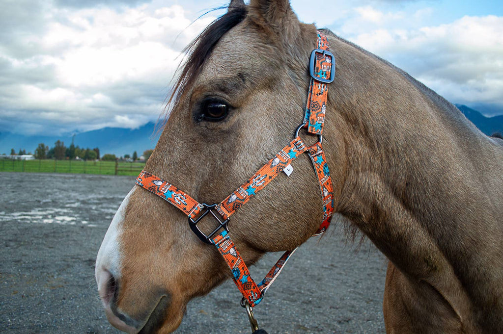 Nylon Halter - Horse Size: Turquoise Glass