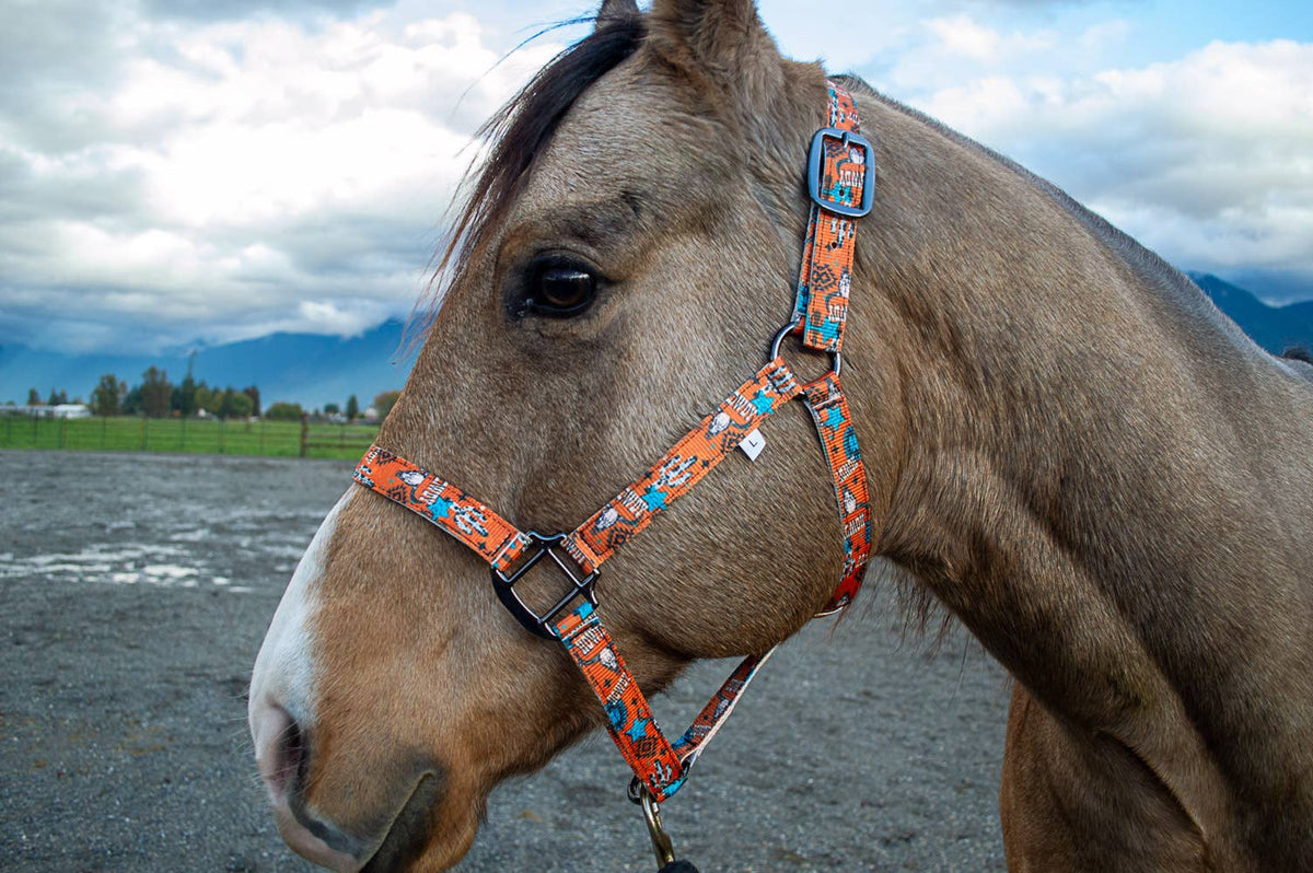 Nylon Halter - Horse Size: Neon Yeehaw