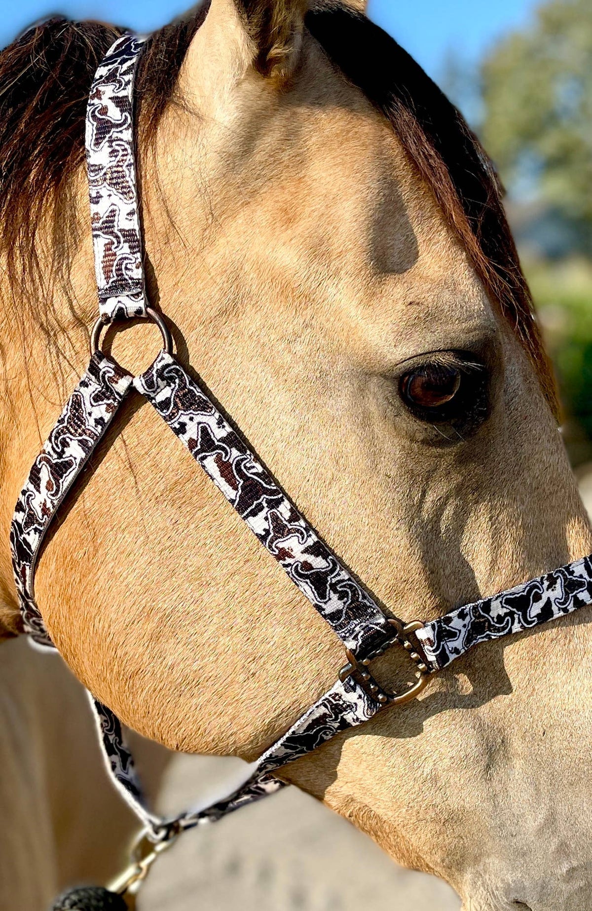 Nylon Halter - Horse Size: Turquoise Glass