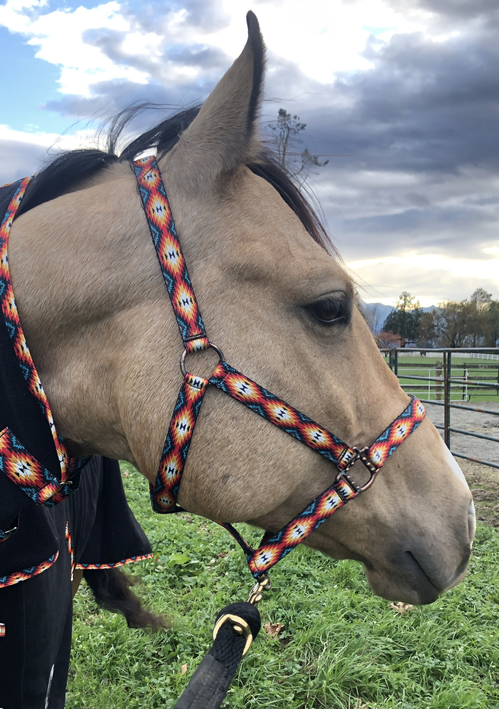 Nylon Halter - Horse Size: Jackpot